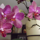 Phalaenopsis woskowy