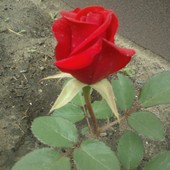 pierwsza róża w moim ogrodzie..