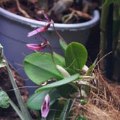 Restrepia Sanguinea - 3x kwiat