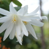 Rhipsalidopsis biały