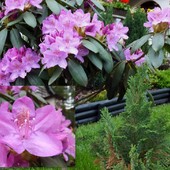 Rhododendron 'Roseu