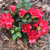 Rododendron Scarlet 