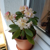 Rododendronik balkonowy