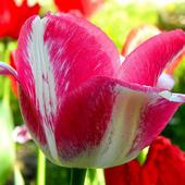 Rozkwitają nowe tulipany.