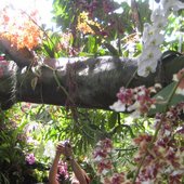 storczyki w US botanic garden