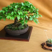 Buk-bonsai:) Takie C