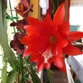 Kaktus Epifilum (Epiphyllum), ten sam kwiat w powiększeniu