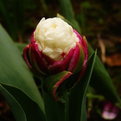 Tulipan Ice Cream
