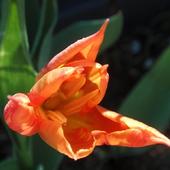 Tulipani czar