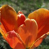 Tulipani czar
