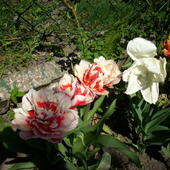 tulipany -wyglądają jak piwonie