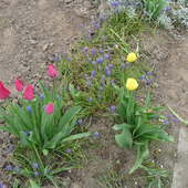 Tulipany I Szafirki