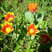 tulipany,,