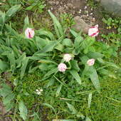 Wiosenne Tulipany