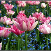 Wiwatują tulipany!!!