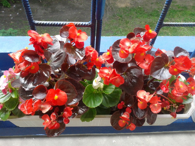...Begonia stale kwitnąca - Begonia semperflorens