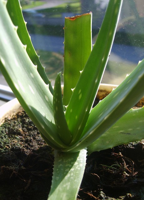 Aloes 1