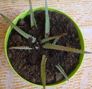 Aloes-Aloe