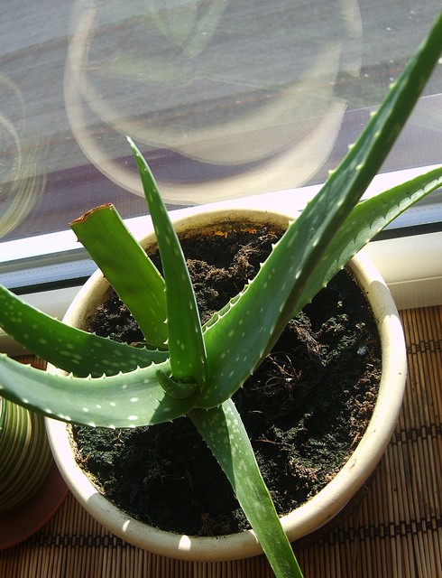Aloes2
