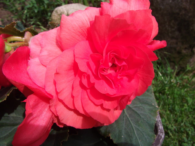 Begonia ciemniejszy róż :)