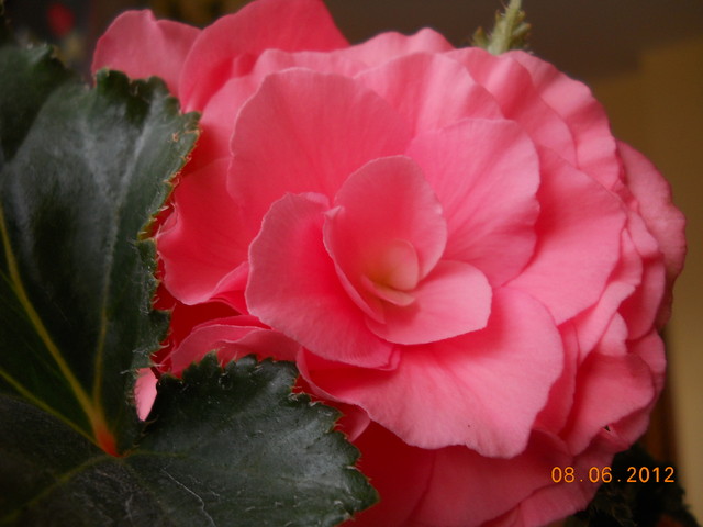Begonia różowa...
