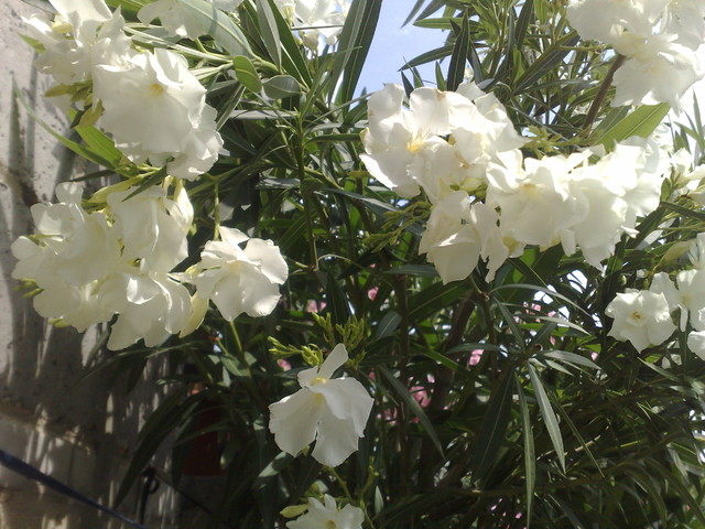 Biały oleander.
