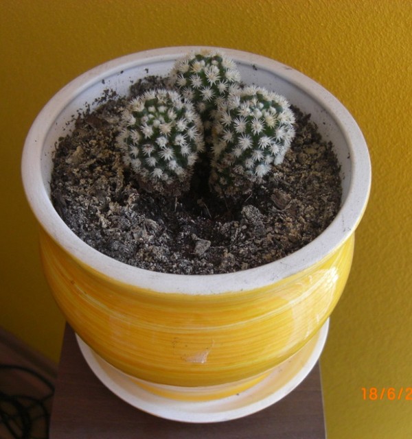 c.d. kaktus :)