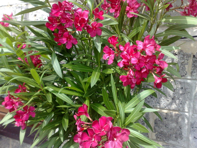 czerwony oleander