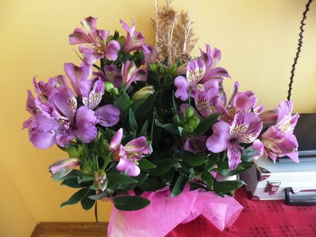 Alstroemeria, dostałem ten kwiat na dzień taty od córki