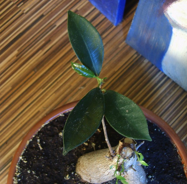 Fikus Retuza - bonsai
