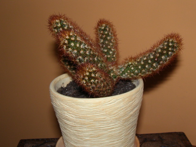 Kaktus - Mamilaria  zgrabna - Mammilaria  elongata