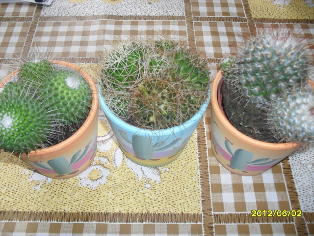 Kaktusiki