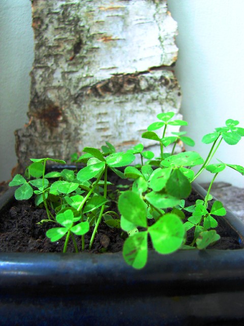 Koniczyna biała, koniczyna rozesłana (Trifolium repens)