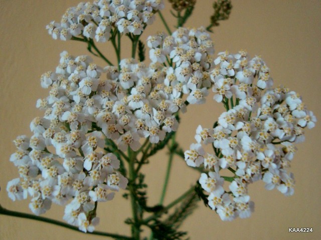 Kwiaty białego krwawnika.Roslina lecznicza.