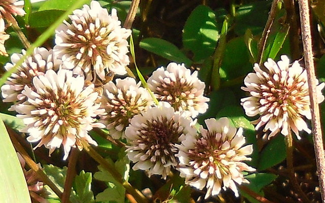Kwiaty biało brązowe