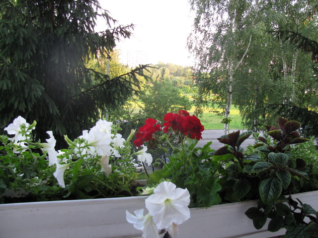 kwiaty z balkonu (oraz widok z niego