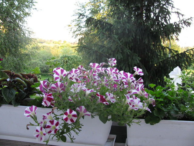 kwiaty z balkonu (oraz widok z niego