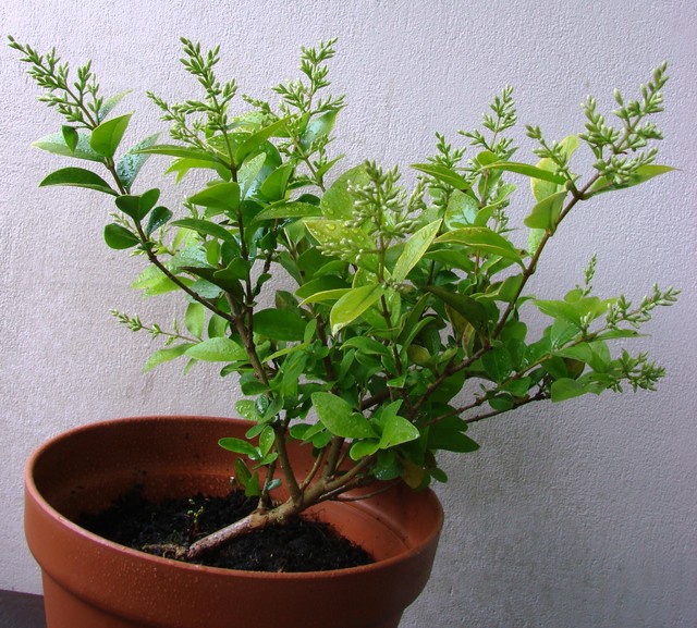 Ligustr krzywy, będzie w sam raz na bonsai:)