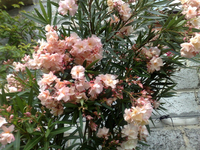 Łososiowy oleander.