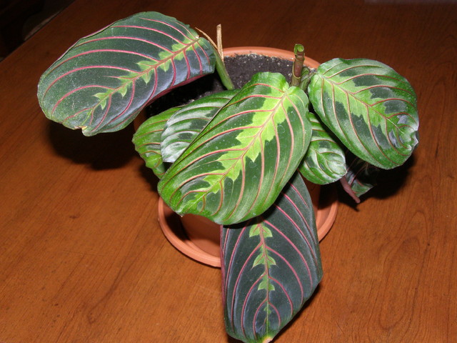 Maranta  leuconeura  ' erythophylla' ( tricolor)