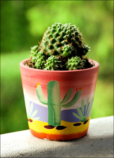 Mój nowy kaktusik  z Biedronki- Mammillaria