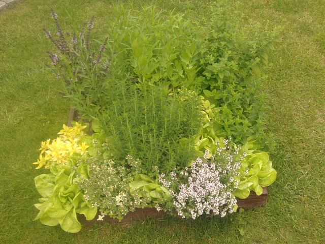 mój ziołowy ogródek :)