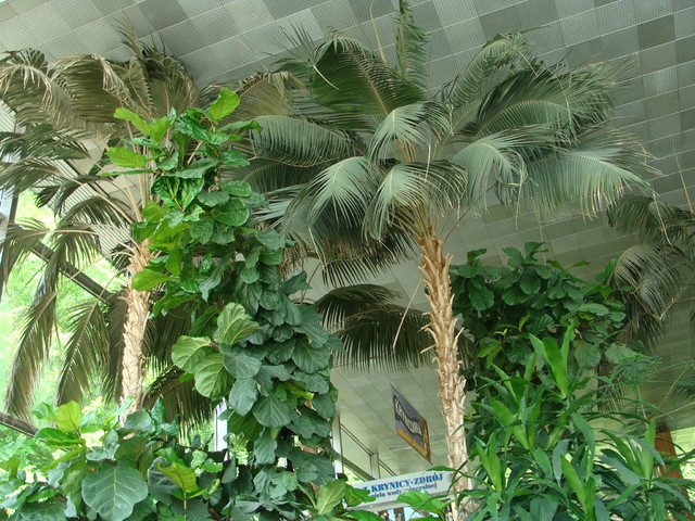 Palmy i inne rośliny