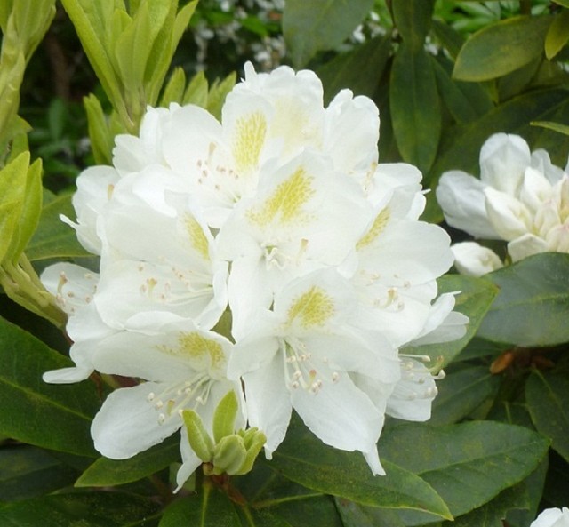 RODODENDRON