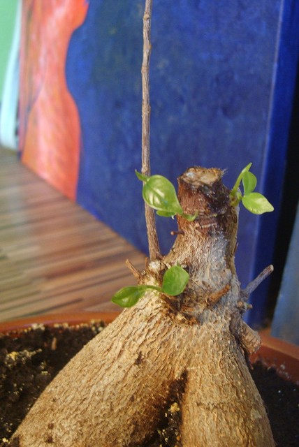Rosną nowe listki ;) Ficus Retuza-bon sai :)