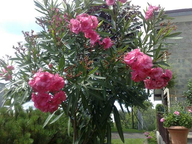 Różowy oleander - pełny. 