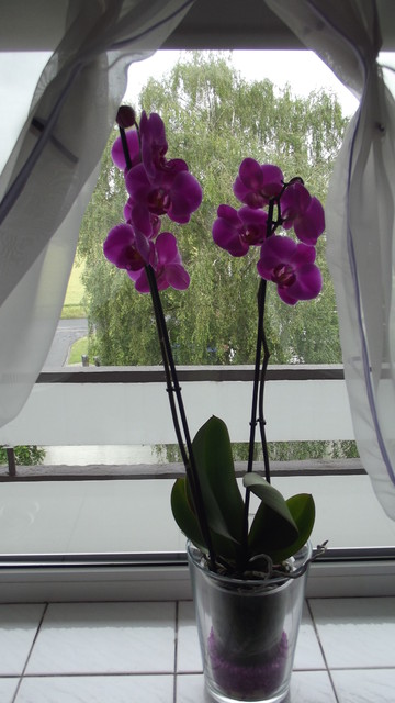 Storczyk- Orchidea