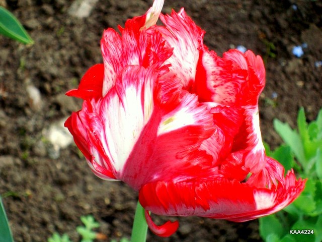 Tulipan w barwach narodowych.