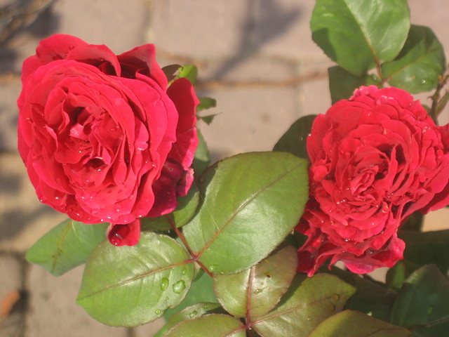 U mnie przewaga róż w kolorze miłości:)