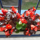 ...Begonia stale kwitnąca - Begonia semperflorens